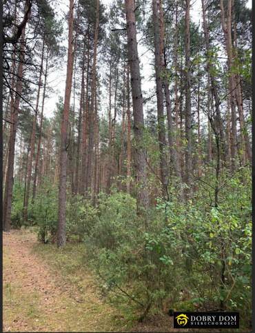 Działka Sprzedaż Dąbrowa-Łazy 2