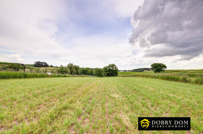 Działka 4241m2 Żegary — wnętrze 2