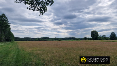 Działka 20631m2 Pokaniewo-Kolonia — wnętrze 2