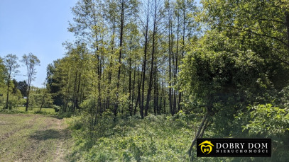 Działka 4900m2 Bierniki — widok główny