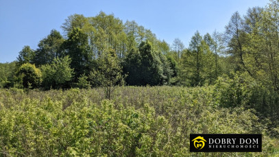Działka 4900m2 Bierniki — zdjęcie od frontu