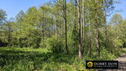 Działka 4900m2 Bierniki — wnętrze 2