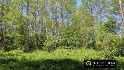 Działka 4900m2 Bierniki — wnętrze 3