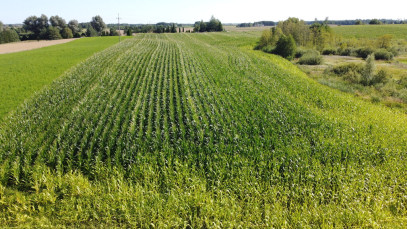 Działka 37807m2 Kalinowo — zdjęcie 11 z 17