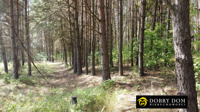 Działka 1715m2 Gorczyca — zdjęcie 13 z 17