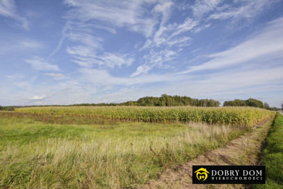 Działka 120000m2 Narew - zdjęcie od frontu