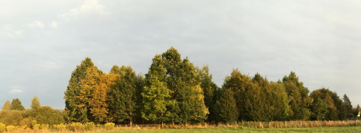 Działka Sprzedaż Białowieża 1