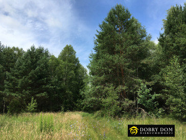 Działka 2800m2 Białowieża - zdjęcie od frontu