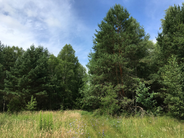 Działka Sprzedaż Białowieża 2