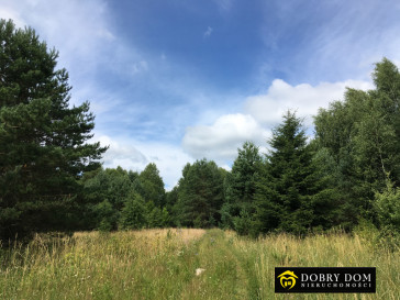 Działka 2800m2 Białowieża - wnętrze 2