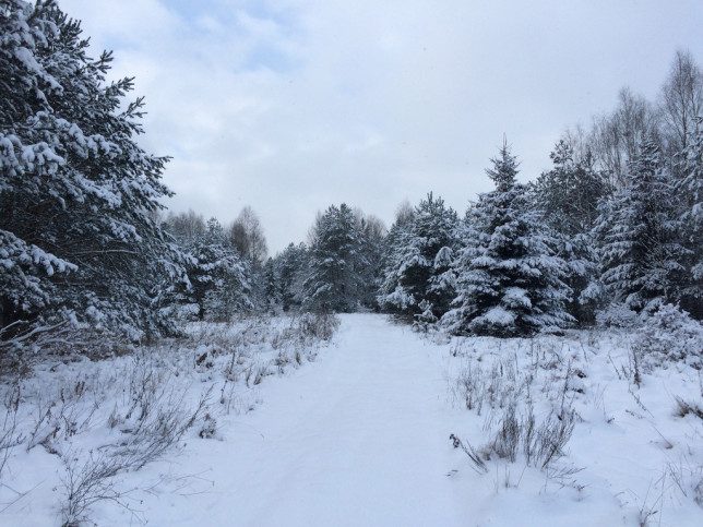 Działka Sprzedaż Białowieża 5