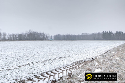 Działka 6000m2 Rafałówka - wnętrze 2